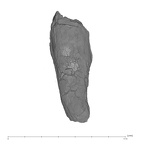 UW101-1403 Homo naledi URC lingual