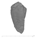 UW101-1403 Homo naledi URC mesial