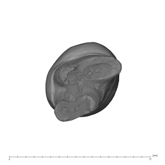 UW101-144 Homo naledi LLP3 apical