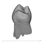 UW101-144 Homo naledi LLP3 distal