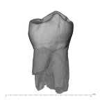 UW101-144 Homo naledi LLP3 lingual