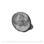 UW101-144 Homo naledi LLP3 occlusal