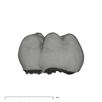 UW101-145 Homo naledi LLM2 buccal