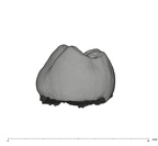 UW101-145 Homo naledi LLM2 distal