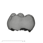 UW101-145 Homo naledi LLM2 lingual