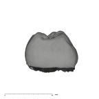 UW101-145 Homo naledi LLM2 mesial
