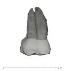 UW101-1463 Homo naledi URM1 buccal