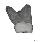 UW101-1463 Homo naledi URM1 distal