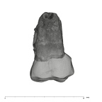 UW101-1463 Homo naledi URM1 lingual