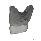UW101-1463 Homo naledi URM1 mesial