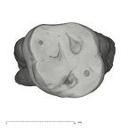 UW101-1463 Homo naledi URM1 occlusal