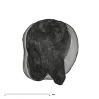 UW101-1471 Homo naledi ULM3 apical