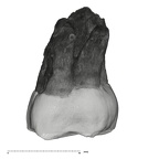 UW101-1471 Homo naledi ULM3 buccal