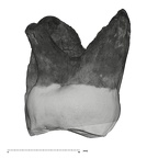 UW101-1471 Homo naledi ULM3 distal