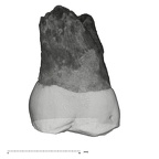UW101-1471 Homo naledi ULM3 lingual