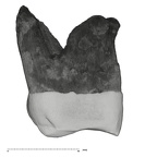 UW101-1471 Homo naledi ULM3 mesial