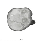 UW101-1471 Homo naledi ULM3 occlusal