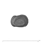 UW101-1510 Homo naledi URC apical