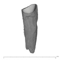 UW101-1510 Homo naledi URC buccal