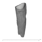 UW101-1510 Homo naledi URC buccal