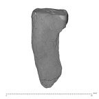 UW101-1510 Homo naledi URC distal