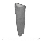 UW101-1510 Homo naledi URC lingual