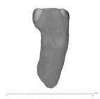 UW101-1510 Homo naledi URC mesial