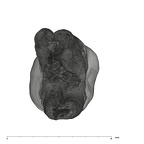 UW101-1522 Homo naledi ULM2 apical