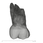 UW101-1522 Homo naledi ULM2 buccal