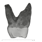 UW101-1522 Homo naledi ULM2 distal