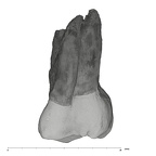 UW101-1522 Homo naledi ULM2 lingual