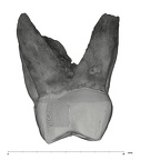 UW101-1522 Homo naledi ULM2 mesial