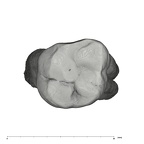 UW101-1522 Homo naledi ULM2 occlusal