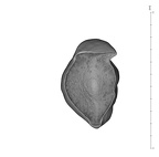 UW101-1548 Homo naledi ULC apical