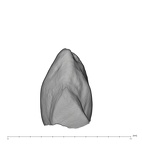 UW101-1548 Homo naledi ULC distal
