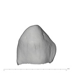 UW101-1548 Homo naledi ULC labial