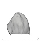 UW101-1548 Homo naledi ULC lingual