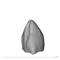 UW101-1548 Homo naledi ULC mesial