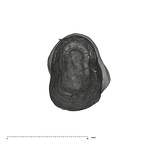 UW101-1556 Homo naledi ULC apical