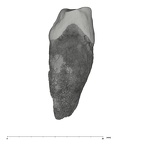 UW101-1556 Homo naledi ULC distal