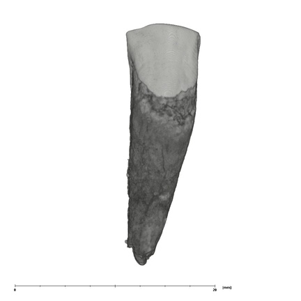 UW101-1556 Homo naledi ULC labial