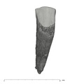 UW101-1556 Homo naledi ULC labial