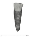 UW101-1556 Homo naledi ULC lingual