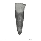 UW101-1556 Homo naledi ULC lingual