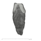 UW101-1556 Homo naledi ULC mesial