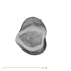 UW101-1556 Homo naledi ULC occlusal