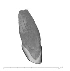 UW101-1558 Homo naledi URI1 distal