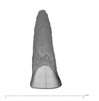 UW101-1558 Homo naledi URI1 labial