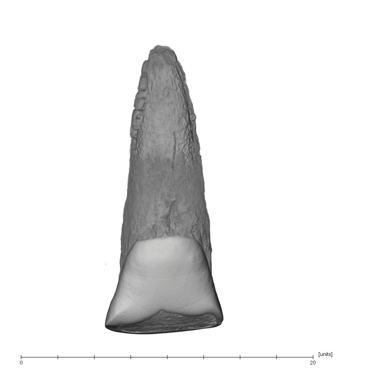UW101-1558 Homo naledi URI1 lingual