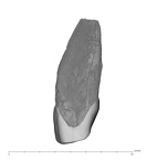 UW101-1558 Homo naledi URI1 mesial
